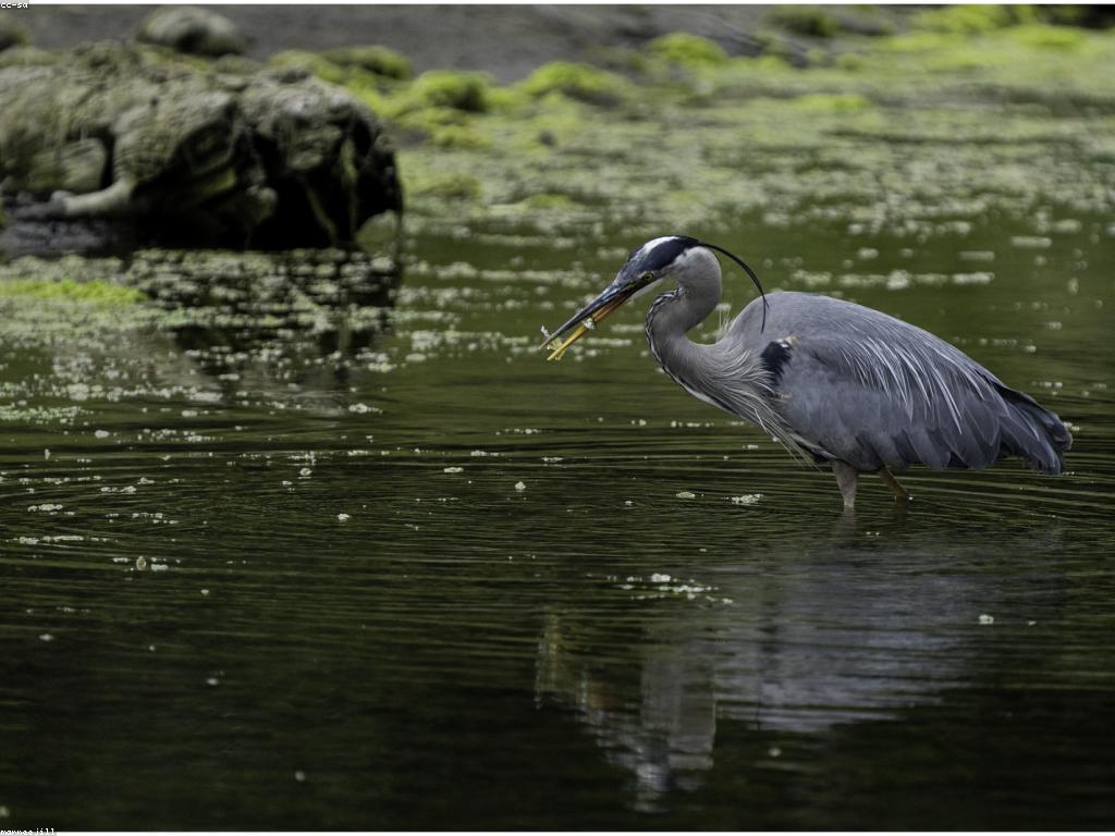 ទីកន្លែងបាញ់ត្រីដ៏ល្អនៅកម្ពុជា