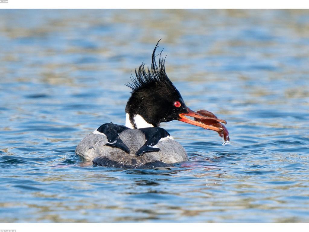 យុទ្ធសាស្ត្រសម្រាប់ការសម្រេចជោគជ័យក្នុងការបាញ់ត្រី