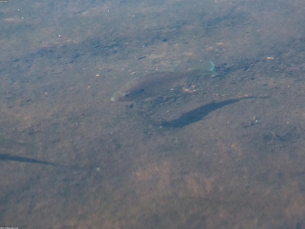 បទពិសោធន៍ការបាញ់ត្រីអស្ចារ្យនៅទីកន្លែងអស្ចារ្យនៅកម្ពុជា