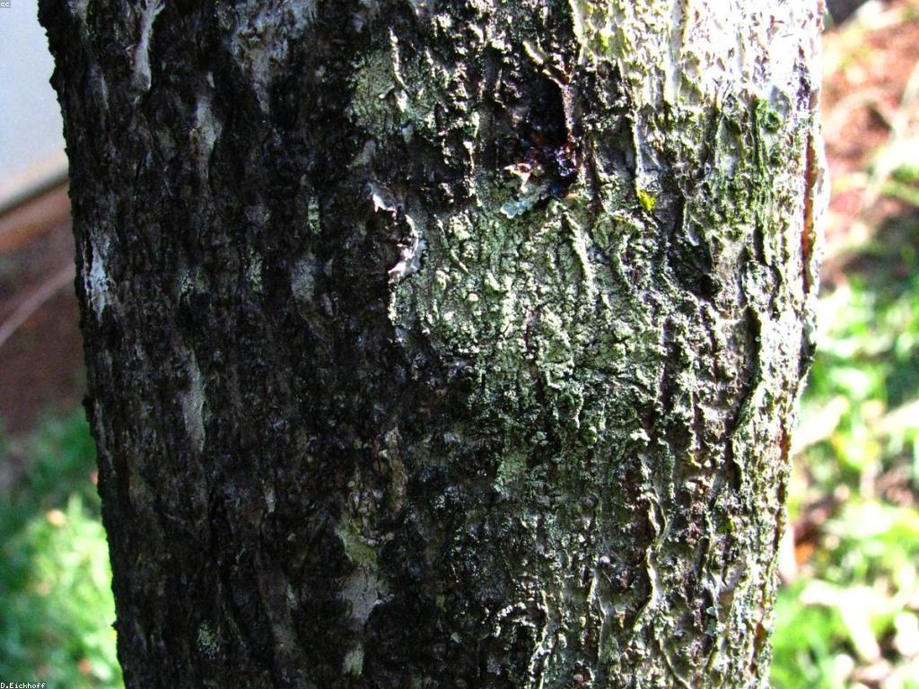 ឧបករណ៍ និងសម្ភារៈសម្រាប់ការបាញ់ត្រី