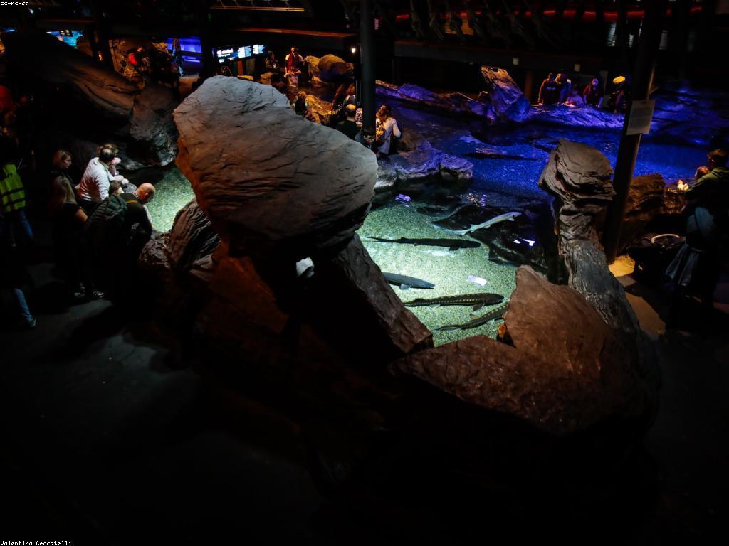 ចំនេះដឹងអំពីទីតាំងស្នាក់នៅរបស់ត្រី