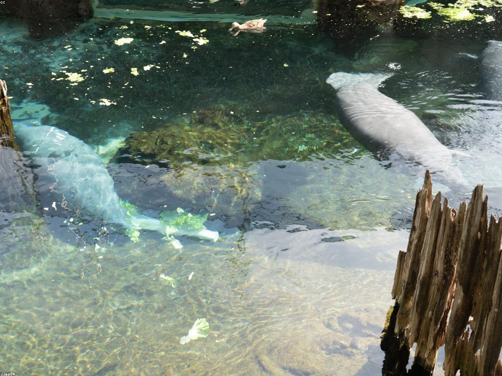 ទីកន្លែងបាញ់ត្រីល្អ